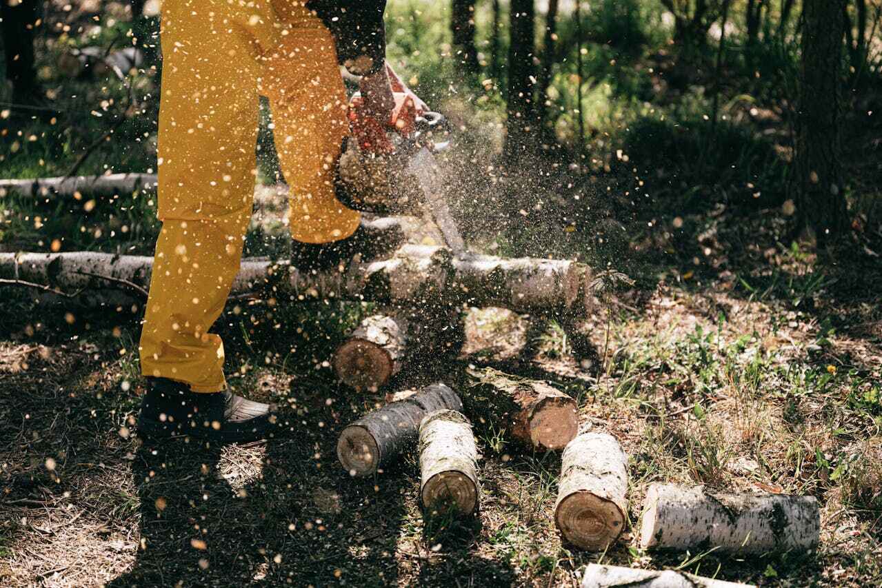 Tree Removal for Businesses in Reinholds, PA